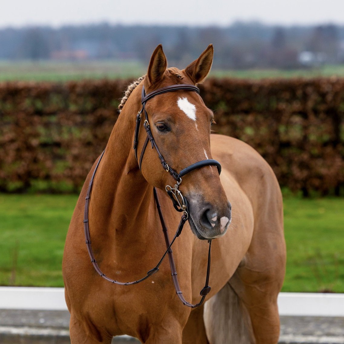 Trense "Hickstead"